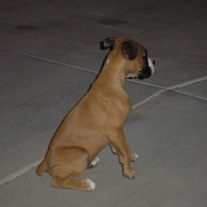 Revan_Watchdog_2