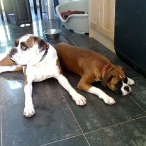 Roy & Callie - Bestest Buds!