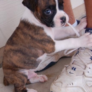 Meet Stitch