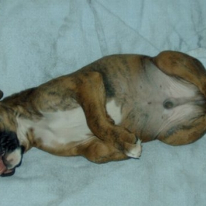 conked out