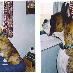 Father Odie