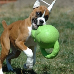Lucy - Big dog toy?  HRMPH!