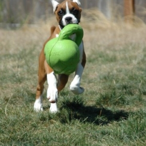 Lucy - Here comes trouble!