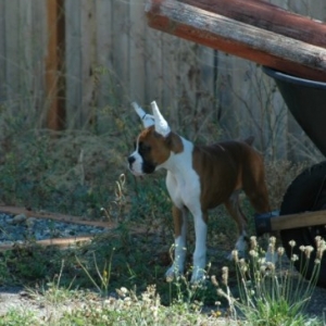 Lucy - This area is off limits to all dogs....except me.