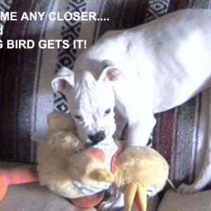 bigbird_gets_it_copy