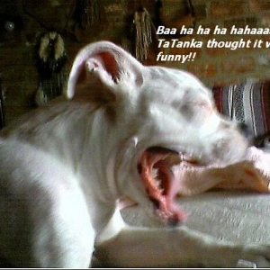 Ba_ha_ha_ha