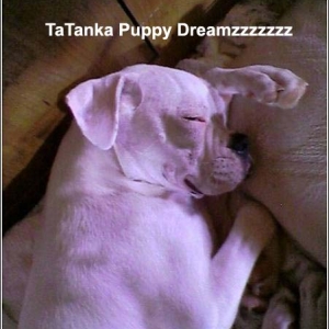 TaTanka_Puppy_dreamzzzz