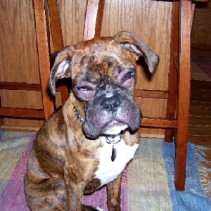Spike's Bee Sting