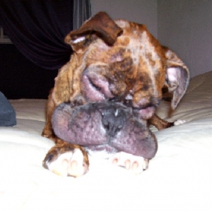 Spike's Bee Sting Allergy