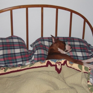 Who's the spoiled dog?