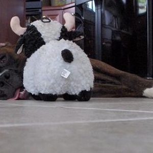 Moooooooo