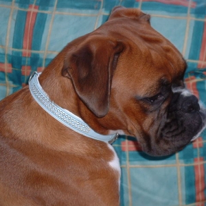 Zebedee 7th Sept 06 profile shot