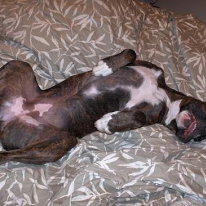 Bradlee sleeping