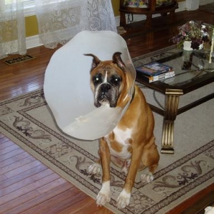 Harley and E-Collar