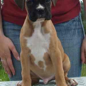 Our new puppy