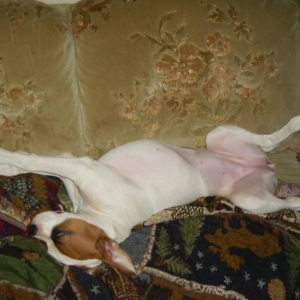 Tillie age 17 weeks