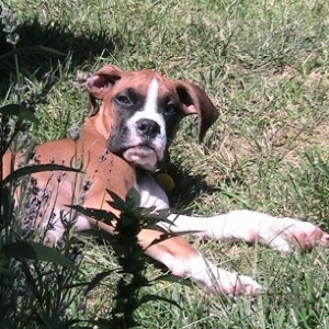 laying in the sun