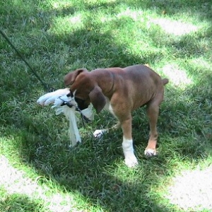 horse whip toy