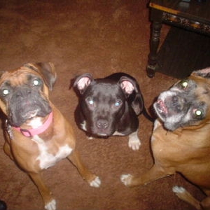 Princess, Hank, & Spike