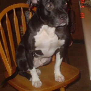 Hank