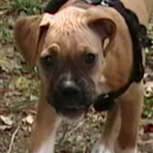 precious3