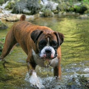 Waterbaby