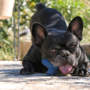 Athlon the French bulldog