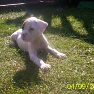 Ozzy Lounging in the Yard (6wks)