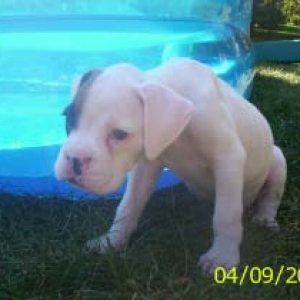 Ozzy Lounging by the Pool (6 wks)