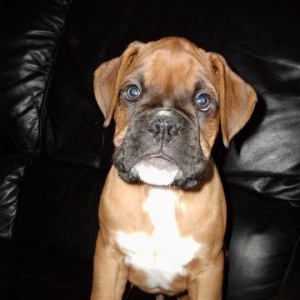 Harvey 10 wks