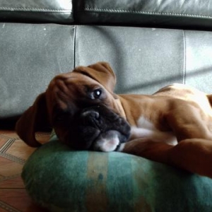 Harvey resting!!