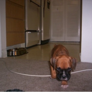 Pounce mode! - Darlin as puppy