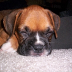 Perfect puppy - Darlin