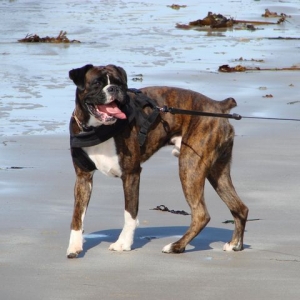 Dino on the Beach
