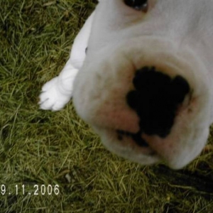 Up-close with Wags