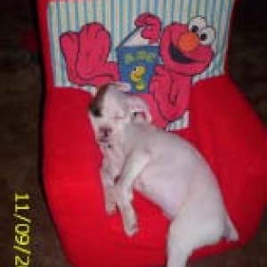 Ozzy and Elmo