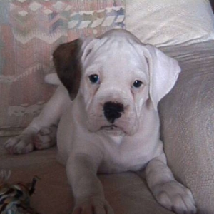 TaTanka's lil' buddette! 8wks old