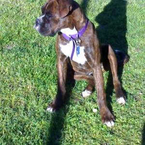 Koda Profile