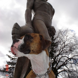 Copper in front of Sparty at Michigan State University