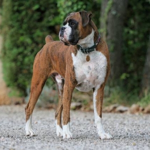 Henri - approaching 4 years