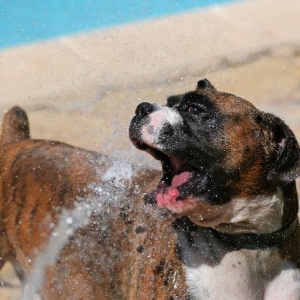 Hose games