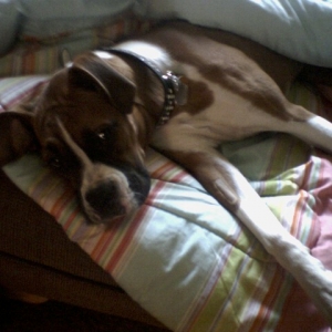 SADIE