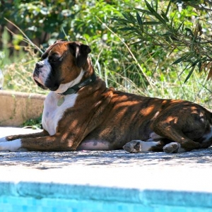 Sphinx