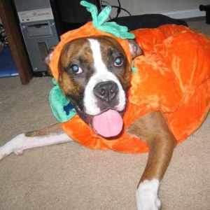 My Little Pumpkin!