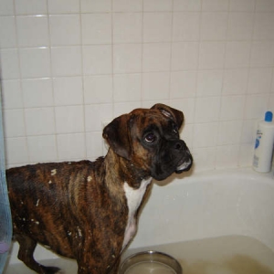 bruno