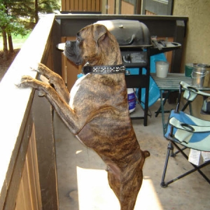 bruno