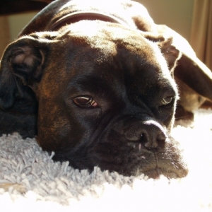 Rocco in the sun