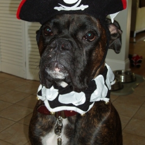 Rocco mad pirate