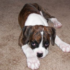 Chloe at 15 weeks