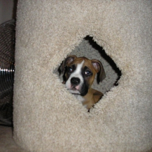 Wheres the Kitty